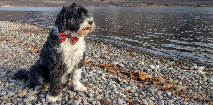 Pet-friendly facilities Best Western PLUS Osoyoos Hotel & Suites